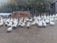 American Pekin — photo 5