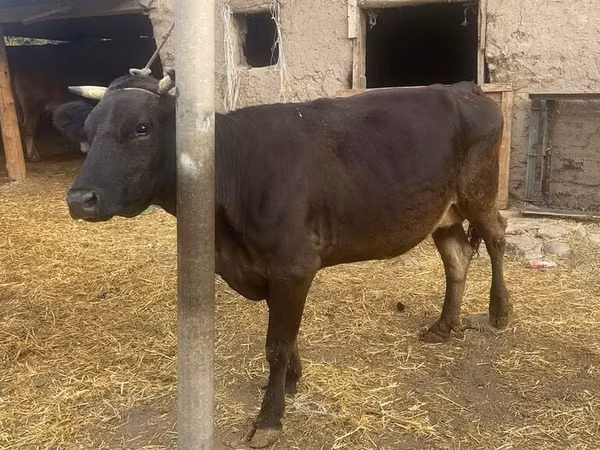 Cow, Cattle