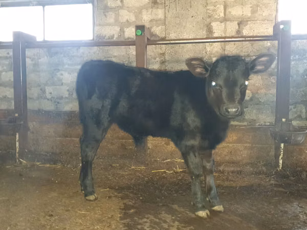 Bull, Cattle