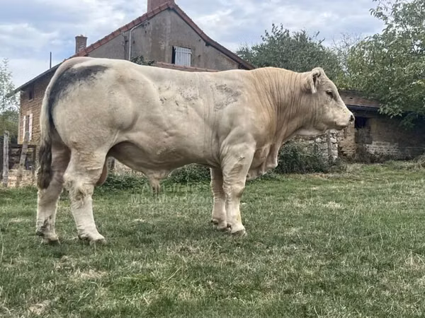 Bulle, Charolais cattle