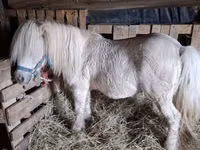 Horse (M), Horses — photo 2