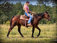 घोड़ी, Quarter Horse — फ़ोटो 2