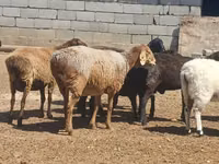 Хуц, Ordabasy sheep — 4 зураг