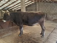 Vaca, Raza Holstein — foto 5