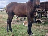 Caballo, Caballos — foto 1