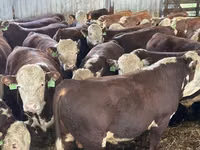 Bull, Cattle — photo 3