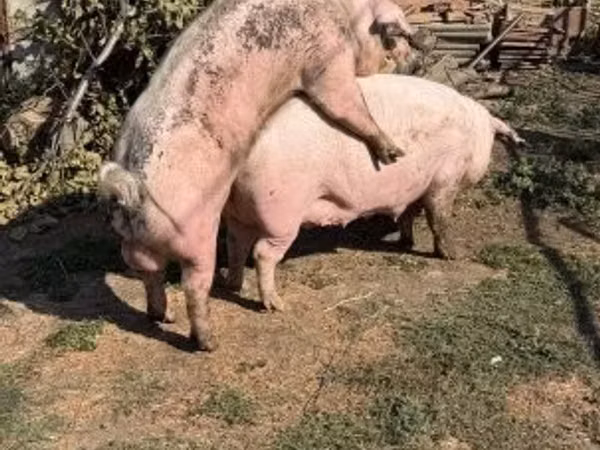मादा सूअर, 