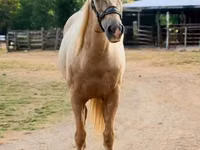 公马, Quarter Horse — 照片 7