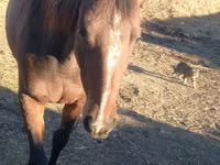 घोड़ी, Arabian horse — फ़ोटो 4