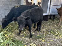 Bulle, Aberdeen-Angus — Foto 6