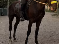 Адуу, French Trotter — 2 зураг