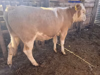 सांड, Simmental cattle — फ़ोटो 1