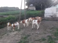 Bulle, Simmental cattle — Foto 4