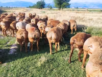 母羊, Sheep — 照片 5