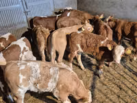 Toro, Simmental cattle — foto 7