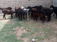 Ram, Hissar sheep — photo 3