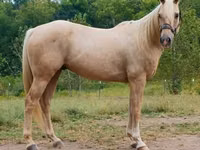公马, Quarter Horse — 照片 2