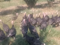 Turkeys — Foto 4