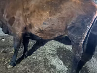 母牛, Russian Black pied cattle — 照片 5