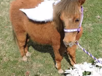 母马, Miniature horse — 照片 8