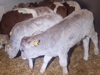 ثور, Simmental cattle — الصورة 2