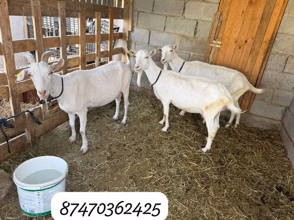 बकरी, Saanen goat