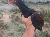 Chickens — फ़ोटो 2