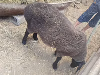 Хонь, Saryarka sheep — 4 зураг