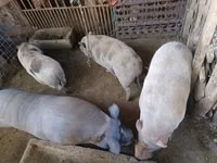 नर सूअर — फ़ोटो 2
