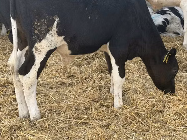 Bulle, Russian Black pied cattle