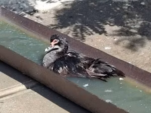 骡鸭