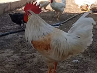 Chickens — 1 зураг