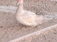 Ducks — Foto 4