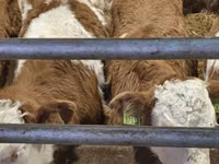 Bulle, Simmental cattle — Foto 1