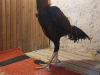 Chickens — Foto 8