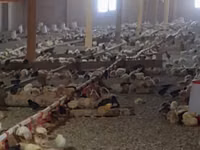 Chickens — 1 зураг