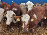 Rinder (Partie, Geschlecht nicht angegeben), Simmental cattle — Foto 5