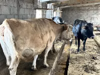 بقرة, Simmental cattle — الصورة 3