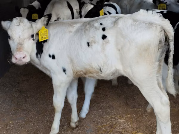 أبقار (دفعة، الجنس غير محدد), Russian Black pied cattle