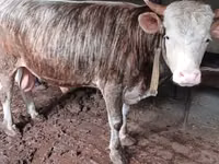 Cattle (batch, sex not specified), Cattle — photo 4