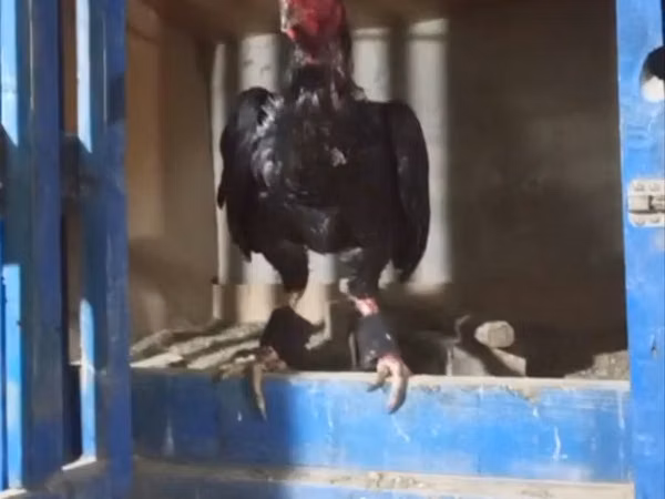 Chickens