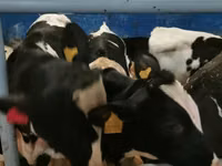 Бух, Russian Black pied cattle — 5 зураг
