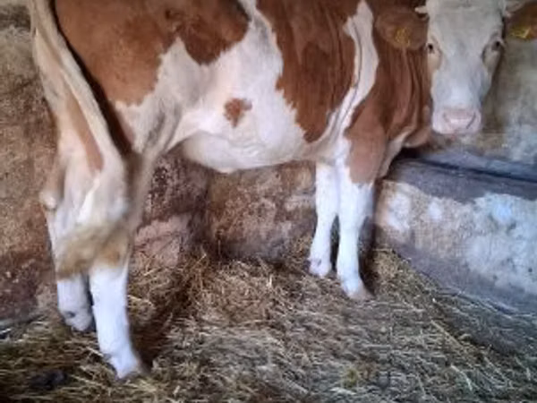 بقرة, Simmental cattle