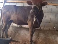 Cattle (batch, sex not specified), Cattle — photo 1