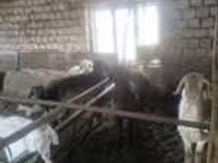 公羊, Hissar sheep — 照片 5