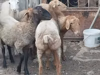 मेढ़ा, भेड़ — फ़ोटो 3