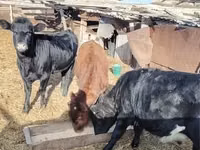 मवेशी (लॉट, लिंग निर्दिष्ट नहीं), मवेशी — फ़ोटो 1