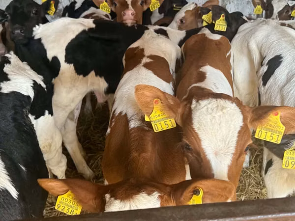 牛只（批次，未指定性别）, Simmental cattle