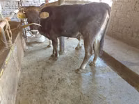 母牛, Russian Black pied cattle — 照片 1