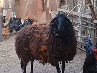 نعجة, Karabakh sheep — الصورة 1